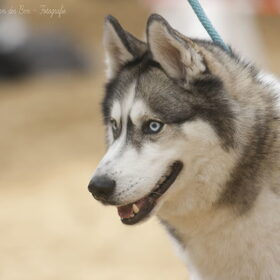 Hondenfoto van Angelique; Bruno, Charlie & Fenna  