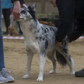 Hondenfoto van Angelique; Bruno, Charlie & Fenna  
