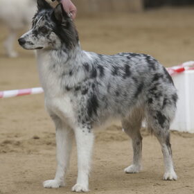 Hondenfoto van Angelique; Bruno, Charlie & Fenna  