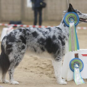 Hondenfoto van Angelique; Bruno, Charlie & Fenna  