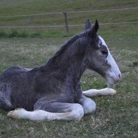 Hondenfoto van Lisanne, Misha, Tessa&Arrow