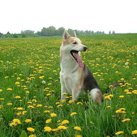 Onze hond Timber is een kruising tussen een herder en een husky…