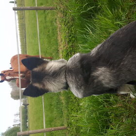 Hondenfoto van Vicky