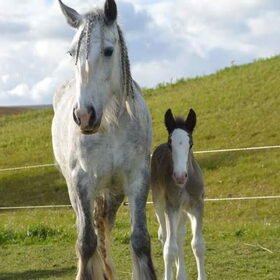 Hondenfoto van Lisanne, Misha, Tessa&Arrow