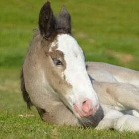 Hondenfoto van Lisanne, Misha, Tessa&Arrow