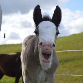 Hondenfoto van Lisanne, Misha, Tessa&Arrow