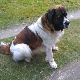 Hondenfoto van Coby & Wanda en Mathilde