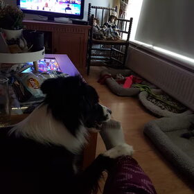 Hondenfoto van Lucia, Lizzy & Ziva
