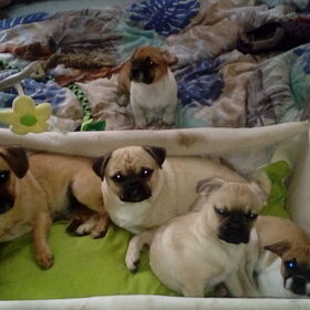 Hondenfoto van Nori met Chewy, Ayla, Leiah & Mace