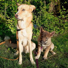 Hondenfoto van Demi - Nova, Jairo, Loki & Kaiyu 
