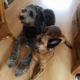 Hondenfoto van Dutchshepherdteam 