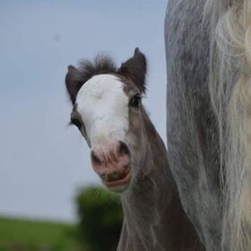Hondenfoto van Lisanne, Misha, Tessa&Arrow