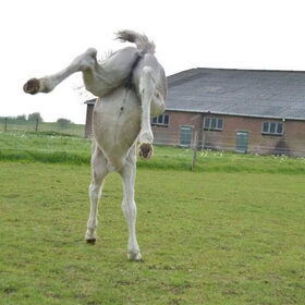 Hondenfoto van Lisanne, Misha, Tessa&Arrow