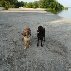 Hondenfoto van L&R