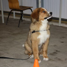 kijk mij eens opletten tijdens de puppie training alleen jammer…