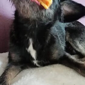 Hondenfoto van Ciska en Spanjaardje Moh (Bambi r.i.p.)