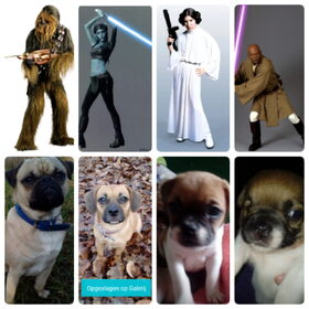 Hondenfoto van Nori met Chewy, Ayla, Leiah & Mace