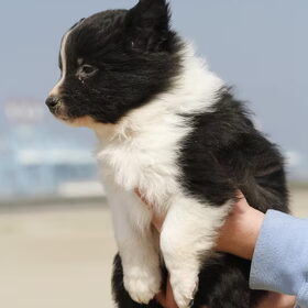 Hondenfoto van Lise met Ruby, Naïn & Qalvin