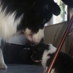 Hondenfoto van Lise met Ruby, Naïn & Qalvin