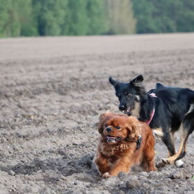 Hondenfoto van Team Black & White