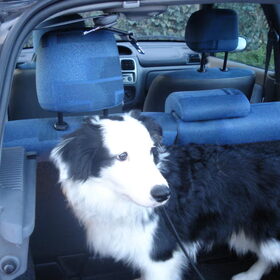 Bodhi in de auto...