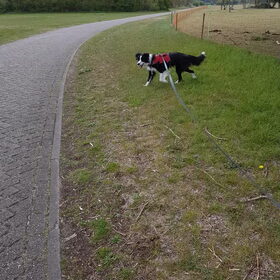 Hondenfoto van Lucia, Lizzy & Ziva