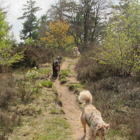 Hondenfoto van Danielle, Kyra*Kaylin*, Djaira en Djaidey