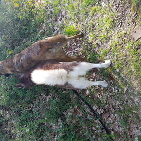 Hondenfoto van Dutchshepherdteam 