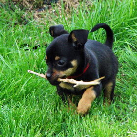 Hondenfoto van Marga en de honden Balou R.I.P., Lotus en kat Nemo.
