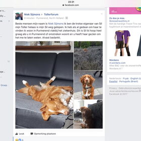 Hondenfoto van Sigrid, Sandy, Diva & Nala