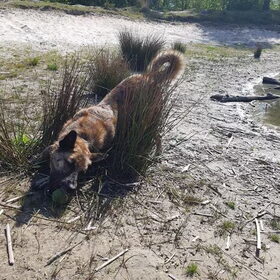 Hondenfoto van Dutchshepherdteam 