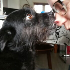 Hondenfoto van ...it's Jess! 