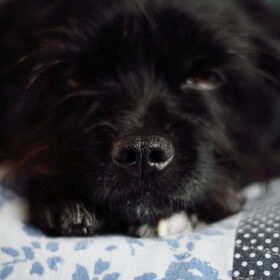Hondenfoto van ...it's Jess! 