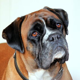 Hondenfoto van Ziva †, Bullie †, en Bandhu