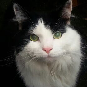 Hondenfoto van Ciska en Spanjaardje Moh (Bambi r.i.p.)
