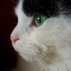Hondenfoto van Ciska en Spanjaardje Moh (Bambi r.i.p.)