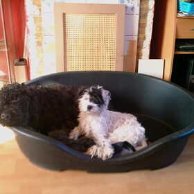 Samen in de mand