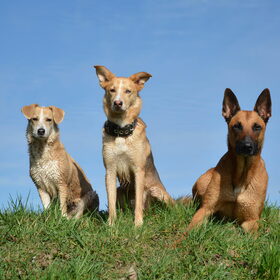 Hondenfoto van Demi - Nova, Jairo, Loki & Kaiyu 