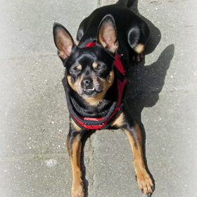 Hondenfoto van Marga en de honden Balou R.I.P., Lotus en kat Nemo.