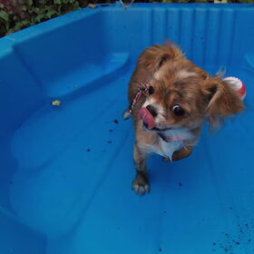 Hondenfoto van Marga en de honden Balou R.I.P., Lotus en kat Nemo.
