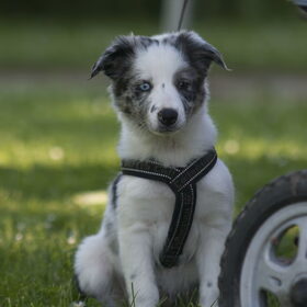 Hondenfoto van Angelique; Bruno, Charlie & Fenna  