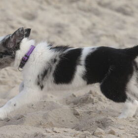 Hondenfoto van Angelique; Bruno, Charlie & Fenna  