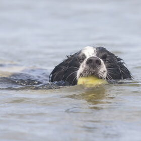 Hondenfoto van Angelique; Bruno, Charlie & Fenna  