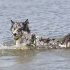 Hondenfoto van Angelique; Bruno, Charlie & Fenna  