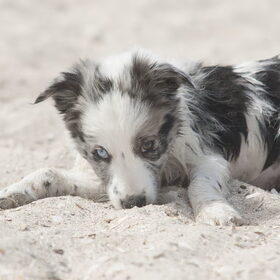 Hondenfoto van Angelique; Bruno, Charlie & Fenna  