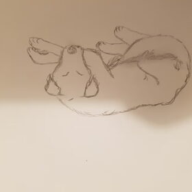 Hondenfoto van Dutchshepherdteam 