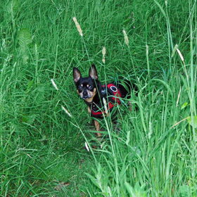 Hondenfoto van Marga en de honden Balou R.I.P., Lotus en kat Nemo.
