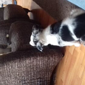 Hondenfoto van Angelique; Bruno, Charlie & Fenna  