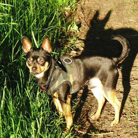 Hondenfoto van Marga en de honden Balou R.I.P., Lotus en kat Nemo.