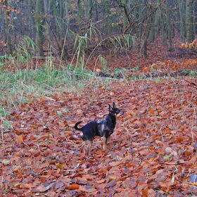 Hondenfoto van Marga en de honden Balou R.I.P., Lotus en kat Nemo.